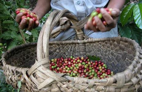 Cesta con frutos de café rercién cogidos