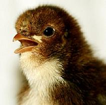 Pollo en estado joven